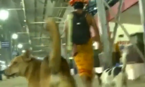 എല്ലാ വര്‍ഷവും അയ്യനെ കാണുന്ന പതിവ് നവീന്‍ മുടക്കാറില്ല, ഈ നായകളും