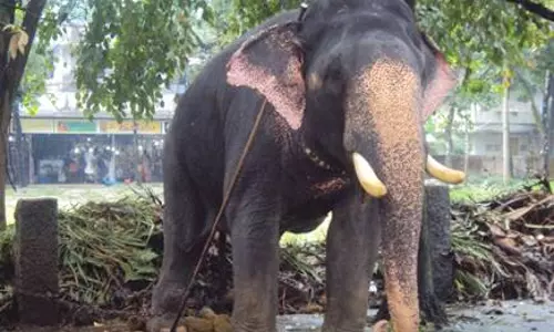 കേരളത്തിലെ കരിവീരന്‍മാര്‍; വനംവകുപ്പ് കണക്കെടുപ്പ് ആരംഭിച്ചു