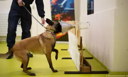 പ്രത്യേക പരിശീലനം ലഭിച്ച നായകള്‍ക്ക് കൊറോണ വൈറസിനെ തിരിച്ചറിയാനാകുമെന്ന്  ഗവേഷകര്‍