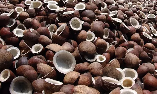 ശബരിമലയിൽ  തേങ്ങ ലേലത്തിനെടുത്തവര്‍ പ്രതിസന്ധിയില്‍