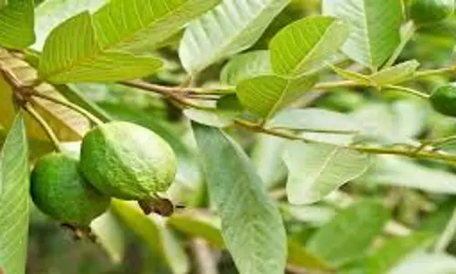 പേരമരവും പേരക്കയും; അറിയണം വീട്ടുമുറ്റത്തെ ഈ വൈദ്യനെ