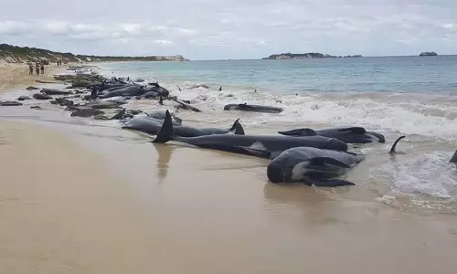 145 തിമിംഗലങ്ങള്‍ ചത്ത് കരക്കടിഞ്ഞു‍