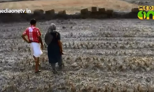 സ്വൈഹാനിലെ പൂച്ചക്കുട്ടി; പ്രവാസലോകത്ത് നിന്നൊരു ചിത്രം കൂടി 