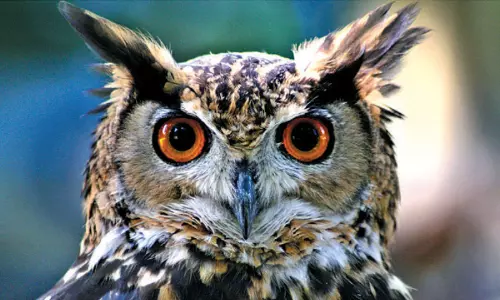 തെലങ്കാന ഇലക്ഷൻ കൊടുമ്പിരികൊള്ളുമ്പോൾ കർണാടകയിലെ മൂങ്ങകളെ കാണുന്നില്ല!