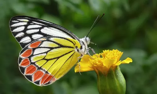 വിലാസിനി ചിത്രശലഭങ്ങള്‍ വിരുന്നെത്തി   
