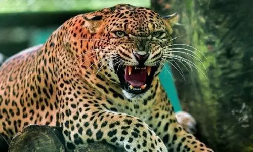 വനത്തിനുള്ളില്‍ ധ്യാനത്തിലിരിക്കേ സന്യാസിയെ പുലി കൊലപ്പെടുത്തി