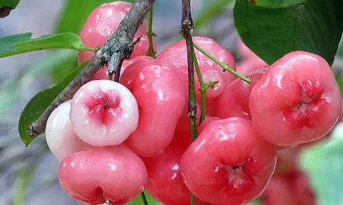 പ്രമേഹ രോഗികള്‍ക്കും കഴിക്കാം ചാമ്പയ്ക്ക