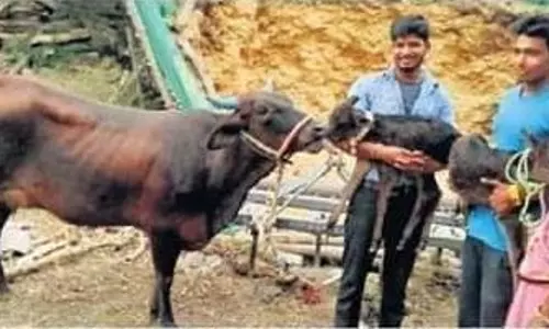 ഇരട്ട പശുക്കുട്ടികള്‍ക്ക് കര്‍ഷകന്‍ പേരിട്ടു; ബി.ജെ.പി, കോണ്‍ഗ്രസ്  