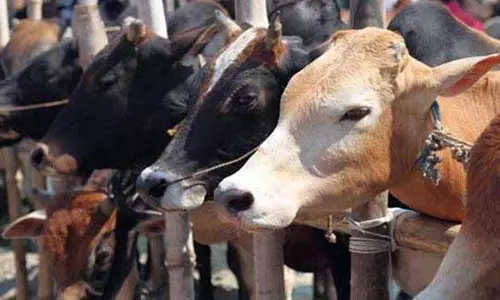 സന്നിധാനത്തെ ഗോശാല വിപുലീകരിക്കാനൊരുങ്ങി ദേവസ്വം ബോർഡ്