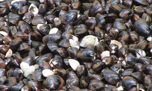 കുമരകത്തെ കുമ്മായ വ്യവസായ സഹകരണ സംഘങ്ങള്‍ പ്രതിസന്ധിയില്‍