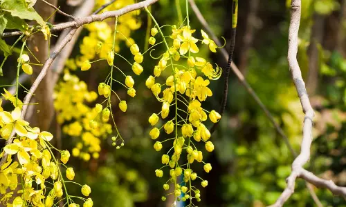 കാലം തെറ്റി കൊന്ന പൂക്കുമ്പോള്‍ കൌതുകവും ആശങ്കയും