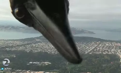 2018 ലെ വൈറല്‍ വീഡിയോകള്‍