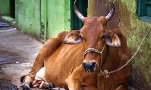 വാഹനം തട്ടി പശു ചത്തു; മധ്യപ്രദേശില്‍ കര്‍ഷകനും കുടുംബത്തിനും വിലക്ക്