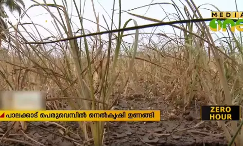 പാലക്കാട്  വെള്ളമില്ലാതെ ആയിരക്കണക്കിന് ഏക്കർ നെൽകൃഷി നശിക്കുന്നു
