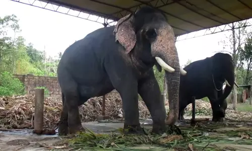 കൊല്ലത്ത് ഇനി ആനകൾക്കും റേഷൻ