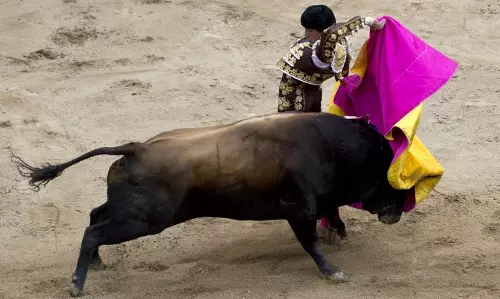 കാളപ്പോരും കോഴിപ്പോരും നിര്‍ത്തലാക്കാനുളള പെറു സര്‍ക്കാര്‍ നീക്കത്തിനെതിരെ പ്രക്ഷോഭം