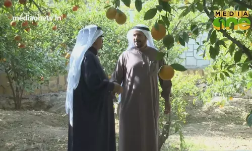 പൊതുജനങ്ങൾക്കായി ഓറഞ്ച് തോട്ടം തുറന്നു കൊടുത്ത് സൗദി കുടുംബം പൊതുജനങ്ങൾക്കായി ഓറഞ്ച് തോട്ടം തുറന്നു കൊടുത്ത് സൗദി കുടുംബം