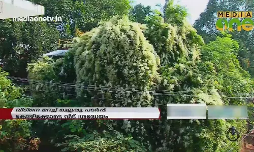 വീടിനെ വിഴുങ്ങി മുല്ലപ്പൂ പന്തൽ 