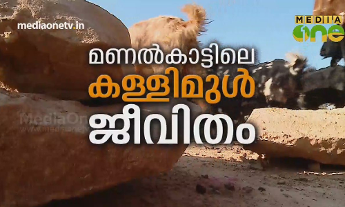 മണൽകാട്ടിലെ കള്ളിമുൾ ജീവിതം മണൽകാട്ടിലെ കള്ളിമുൾ ജീവിതം
