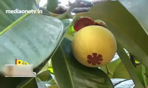 ലാറ്റിനമേരിക്കൻ വിളകള്‍ നാട്ടിൻപുറത്തെ മണ്ണിൽ വിളയിച്ച് കര്‍ഷകന്‍  