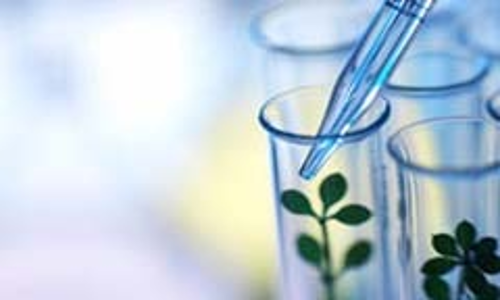 ഔഷധ സസ്യ ഗവേഷണ കേന്ദ്രത്തിൽ നടക്കുന്ന മറ്റു പ്രവർത്തനങ്ങൾ ഔഷധ സസ്യ ഗവേഷണ കേന്ദ്രത്തിൽ നടക്കുന്ന മറ്റു പ്രവർത്തനങ്ങൾ