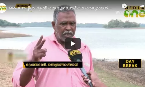 പൈനാപ്പിള്‍ കൃഷി മൂലം മലമ്പുഴ ഡാമിലെ മത്സ്യങ്ങള്‍ ചത്തൊടുങ്ങുന്നതായി തൊഴിലാളികള്‍  