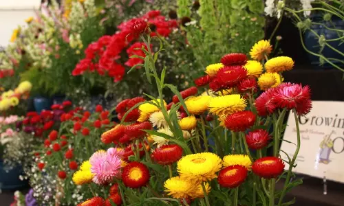 അനന്തപുരിയില്‍ കാഴ്ചയുടെ വസന്തം തീര്‍ത്ത് പുഷ്പമേള