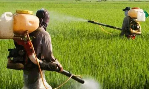 തിരുവല്ലയില്‍ നെല്ലിന് കീടനാശിനി തളിച്ച രണ്ട് പേര്‍ മരിച്ചു