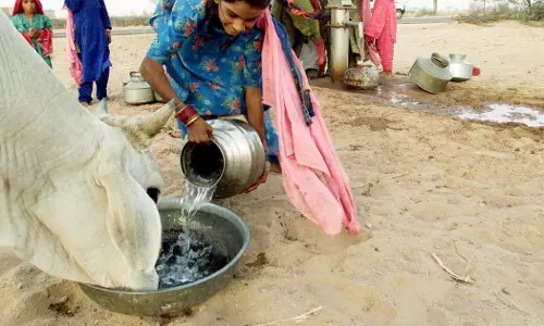 തെരുവിലെ പശുക്കളെ ദത്തെടുക്കുന്നവര്‍ക്ക്   ആദരവൊരുക്കി രാജസ്ഥാന്‍ സര്‍ക്കാര്‍