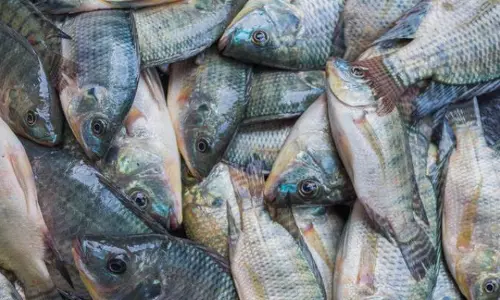 കുവൈത്തിൽ മത്സ്യസമ്പത്തിന് വംശനാശ ഭീഷണിയെന്ന് മുന്നറിയിപ്പ്