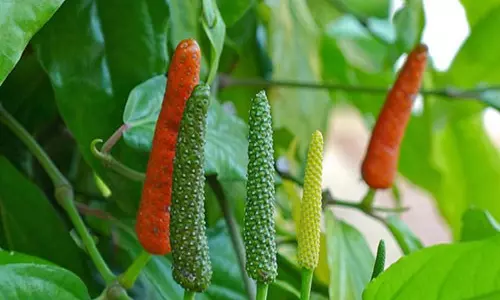 സ്കൂള് മുറ്റം നിറയെ ജൈവ ഉദ്യാനം; മാതൃകയായി ചെങ്കര യു.പി സ്കൂള് സ്കൂള് മുറ്റം നിറയെ ജൈവ ഉദ്യാനം; മാതൃകയായി ചെങ്കര യു.പി സ്കൂള്