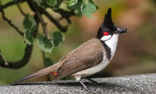 ഒരു പതിറ്റാണ്ടായി തുടരുന്ന ആ പതിവ് ഇത്തവണയും തെറ്റിച്ചില്ല, പോളിന്റെ വീട്ടില് ക്രിസ്മസ് അതിഥികളായി ബുള്ബുള് പക്ഷികള് ഒരു പതിറ്റാണ്ടായി തുടരുന്ന ആ പതിവ് ഇത്തവണയും തെറ്റിച്ചില്ല, പോളിന്റെ വീട്ടില് ക്രിസ്മസ് അതിഥികളായി ബുള്ബുള് പക്ഷികള്