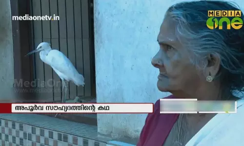 കൊറ്റിയുമായി സൗഹൃദത്തിലാണ് ഈ കുടുംബം 