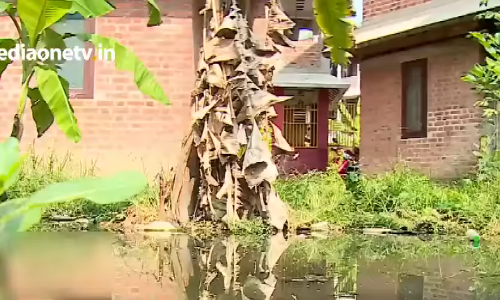 ചിക്കുൻഗുനിയ,ഡെങ്കിപ്പനി ഭീതിയിൽ കല്ലടിമുഖം കോളനി