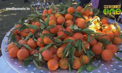 സൗദി അറേബ്യയിലെ കൊതിപ്പിക്കുന്ന ഓറഞ്ച് തോട്ടം  