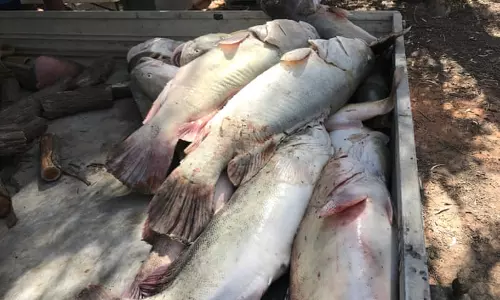 ആസ്ത്രേലിയയിലെ ഡാര്ലിങ് നദിയില് മീനുകള് കൂട്ടത്തോടെ ചത്തുപൊങ്ങുന്നു ആസ്ത്രേലിയയിലെ ഡാര്ലിങ് നദിയില് മീനുകള് കൂട്ടത്തോടെ ചത്തുപൊങ്ങുന്നു