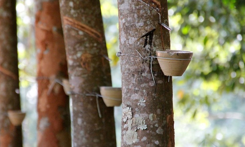 റബര് കൃഷി പ്രതിസന്ധിയില് റബര് കൃഷി പ്രതിസന്ധിയില്