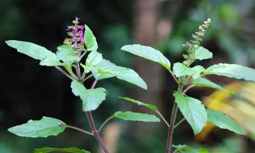 തുളസിയെന്ന ഔഷധ കലവറ