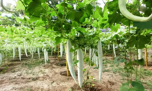 കുളം നിറയെ മീനുകള്‍, തൊടി നിറയെ പച്ചക്കറികള്‍; സിജിയുടെ എട്ടേക്കര്‍ ഒരു അത്ഭുതമാണ്