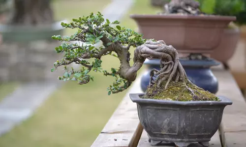 വ്യത്യസ്ത ഇനങ്ങളിൽ പെട്ട ആൽമരങ്ങൾ മുതൽ പലതരം കള്ളിച്ചെടികൾ വരെ; ജാഫറിന്റെ വീട്ടുമുറ്റം ഒരു അത്ഭുത തോട്ടമാണ്