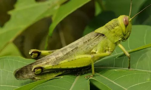 വെട്ടുകിളികളാല്‍  നിറഞ്ഞ് ബുറൈദ; തണുപ്പുകാലത്ത് സൗദികളുടെ ഇഷ്ടവിഭവം