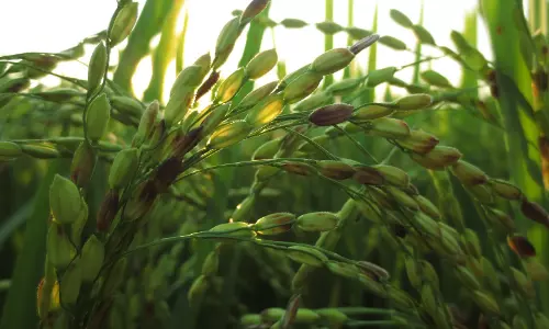 ജൈവ ഉല്‍പന്നങ്ങള്‍ക്കെന്താ ഇത്ര വില?