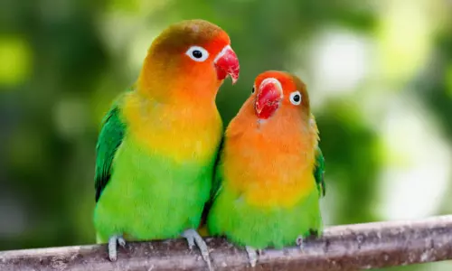 ആഫ്രിക്കന്‍ പക്ഷികളുടെ അപൂര്‍വ്വശേഖരവുമായി ഒരു പക്ഷി സ്‌നേഹി  