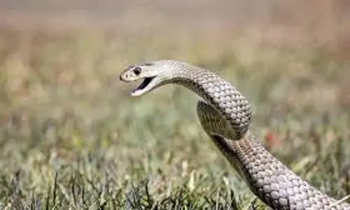 പാമ്പ് കടിച്ചാല്‍ ടൈറ്റായി കെട്ടരുത്