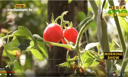 മട്ടുപ്പാവിലൊരു പച്ചക്കറിത്തോട്ടം; ഷൈനും ഭാര്യയും വിളയിക്കുന്നത് നൂറുമേനി