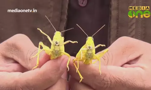 ജറാദ് അഥവാ വെട്ടുകിളികള്‍ക്കൊരു ചന്തയൊരുക്കി ബുറൈദ