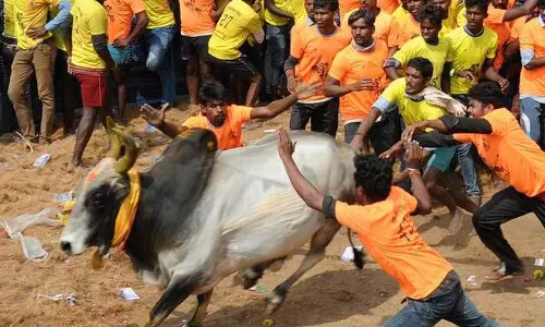 വീരര്‍കള്‍ വിളയാടും ജെല്ലിക്കെട്ട്