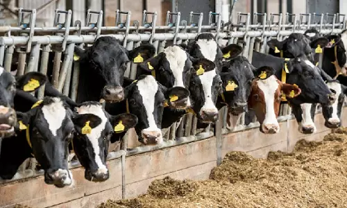 ഒരു വർഷം കൊണ്ട് 49,200 ലിറ്റര്‍ പാൽ വിപണിയിലെത്തിച്ച് തിരുനെല്ലിയിലെ സഹകരണ പശു വളർത്തൽ