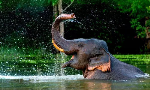 ഈ കാട്ടാനകള്‍ ഇങ്ങിനെ തുടങ്ങിയാല്‍..പാലക്കാടുകാര്‍ എന്ത് കാട്ടാനാ....?