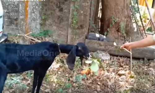 ഒരു വി.ഐ.പി കള്ളനും കുറച്ചു തൊണ്ടിമുതലുകളും